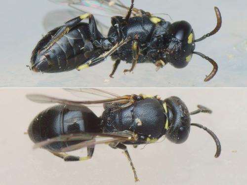 Réf. 207 729 : Hylaeus pictipes